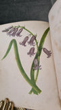 Anne Pratt - Wild Flowers, Society For Promoting Christian Knowledge, no date