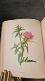 Anne Pratt - Wild Flowers, Society For Promoting Christian Knowledge, no date